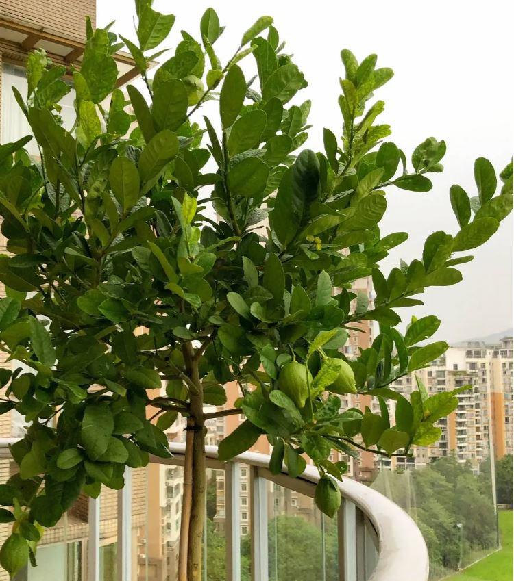 Ngoài ăn quả, loại cây này còn có lá được ví như Ngoài ăn quả, loại cây này còn có lá được ví như