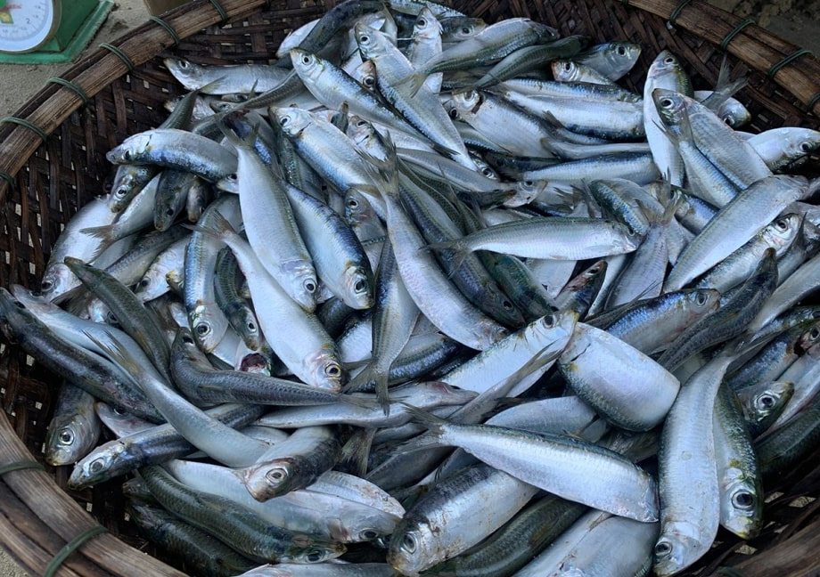 Loại cá Loại cá