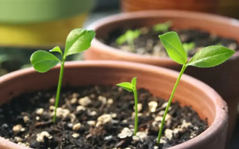 Ngoài ăn quả, loại cây này còn có lá được ví như Ngoài ăn quả, loại cây này còn có lá được ví như