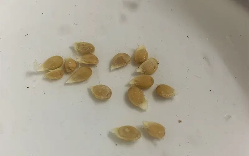 Ngoài ăn quả, loại cây này còn có lá được ví như Ngoài ăn quả, loại cây này còn có lá được ví như