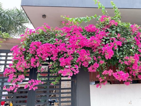 4 nơi trồng hoa giấy cực tốt, lộc vào như nước sông Đà, bảo sao nhà giàu đều làm giống nhau- Ảnh 2. 4 nơi trồng hoa giấy cực tốt, lộc vào như nước sông Đà, bảo sao nhà giàu đều làm giống nhau- Ảnh 2.
