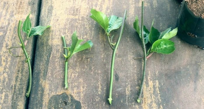 Ngoài ăn quả, loại cây này còn có lá được ví như Ngoài ăn quả, loại cây này còn có lá được ví như