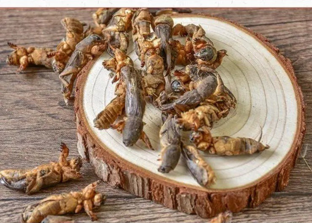 Gần 1 triệu đồng/kg đặc sản "oan gia nhà nông", ở quê có đầy mà ít ai hay- Ảnh 3.