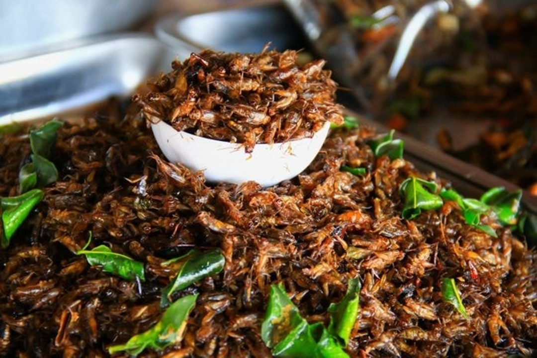 Gần 1 triệu đồng/kg đặc sản "oan gia nhà nông", ở quê có đầy mà ít ai hay- Ảnh 4.