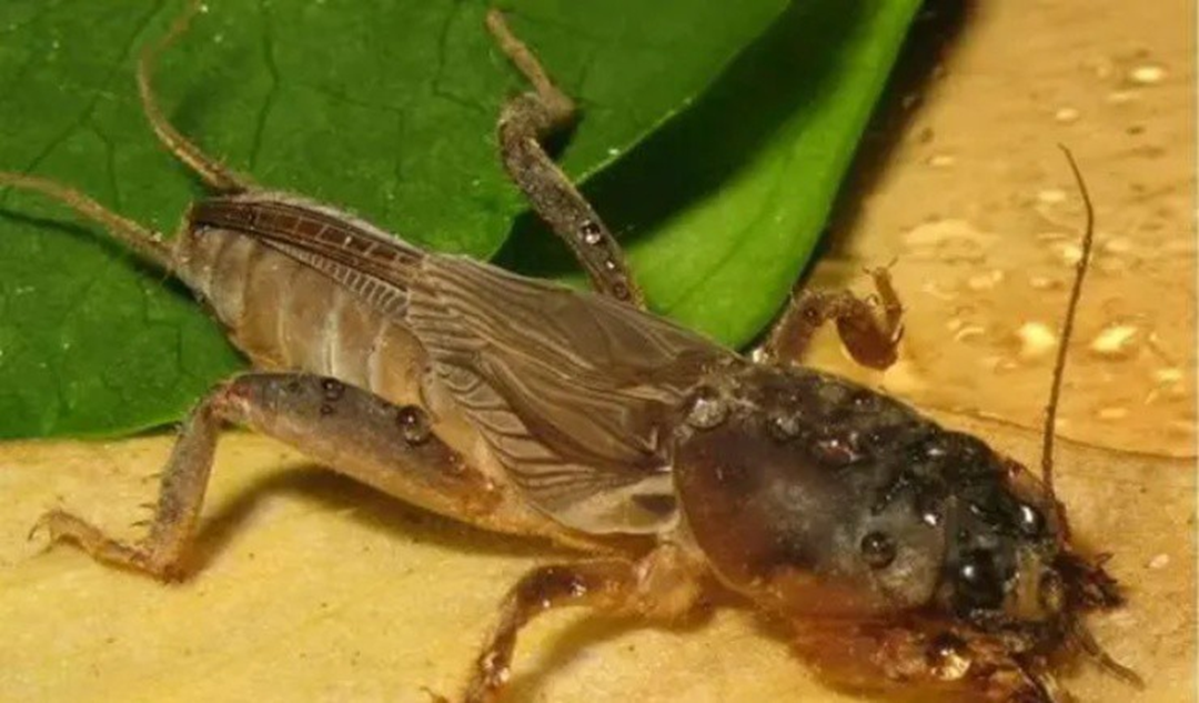 Gần 1 triệu đồng/kg đặc sản "oan gia nhà nông", ở quê có đầy mà ít ai hay- Ảnh 1.