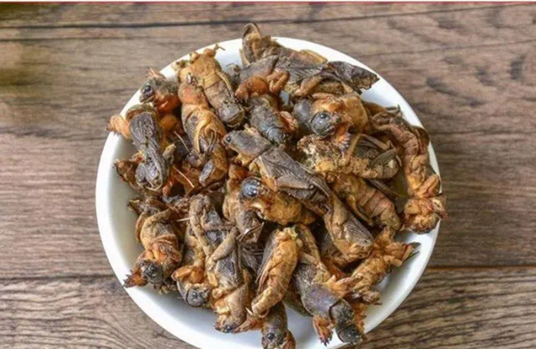 Gần 1 triệu đồng/kg đặc sản "oan gia nhà nông", ở quê có đầy mà ít ai hay- Ảnh 2.