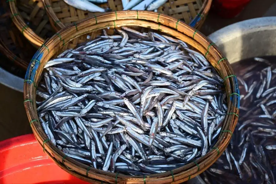 Loại cá "béo nhưng giúp giảm mỡ máu", tốt hơn cá hồi mà có nhiều ở chợ Việt: Nếu thấy nên mua ngay- Ảnh 1.