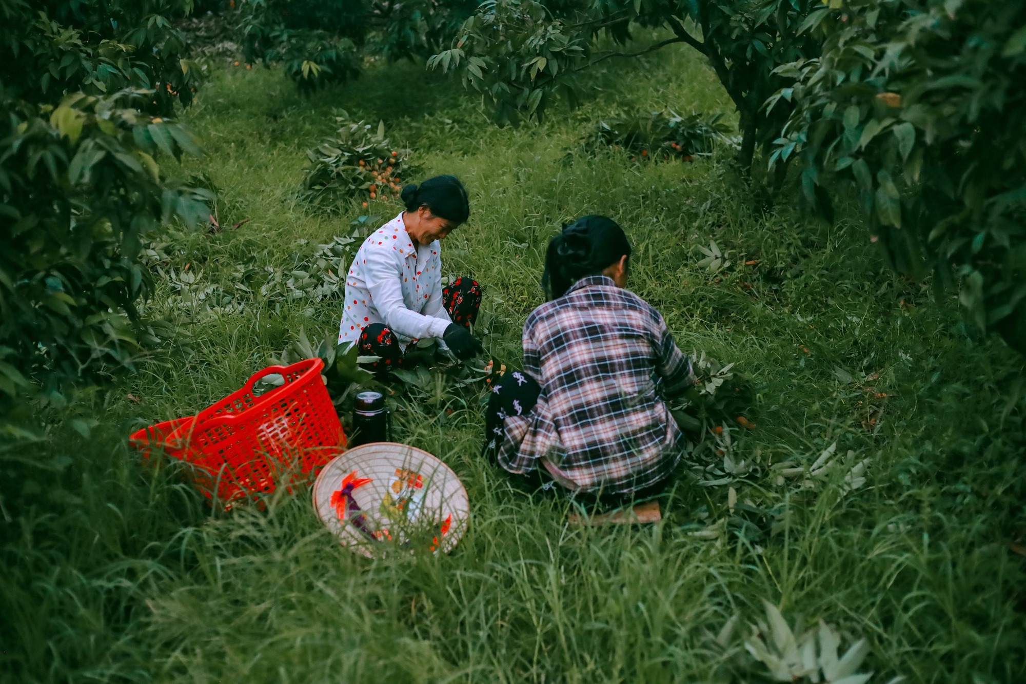 Cảm nhận niềm vui lao động qua bộ ảnh người dân thu hoạch vải- Ảnh 11. Cảm nhận niềm vui lao động qua bộ ảnh người dân thu hoạch vải- Ảnh 11.