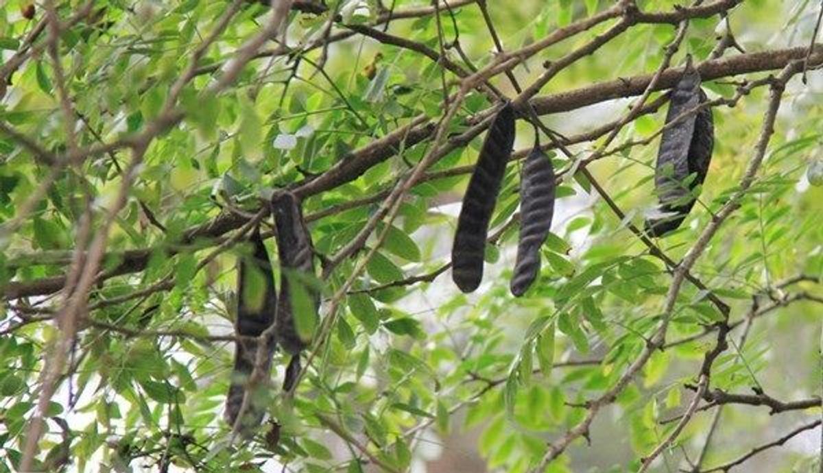 1 loại quả mọc dại ở Việt Nam có giá hơn 2 triệu đồng/kg ở Trung Quốc: Hóa ra là "kho" dược liệu quý- Ảnh 1. 1 loại quả mọc dại ở Việt Nam có giá hơn 2 triệu đồng/kg ở Trung Quốc: Hóa ra là "kho" dược liệu quý- Ảnh 1.