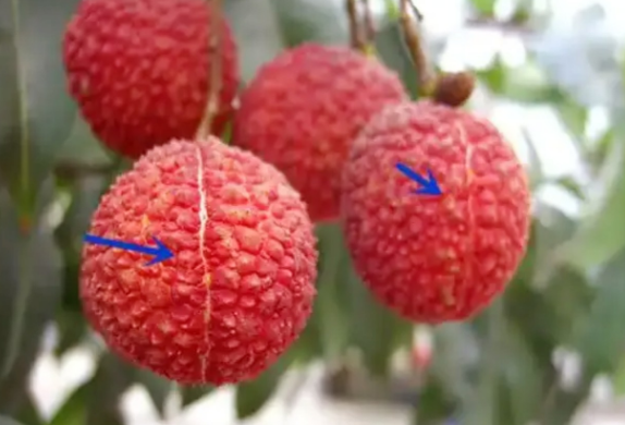 Vải quả tròn hay quả nhọn ngon hơn? 4 mẹo để chọn vải có thịt dày, hạt nhỏ- Ảnh 1. Vải quả tròn hay quả nhọn ngon hơn? 4 mẹo để chọn vải có thịt dày, hạt nhỏ- Ảnh 1.