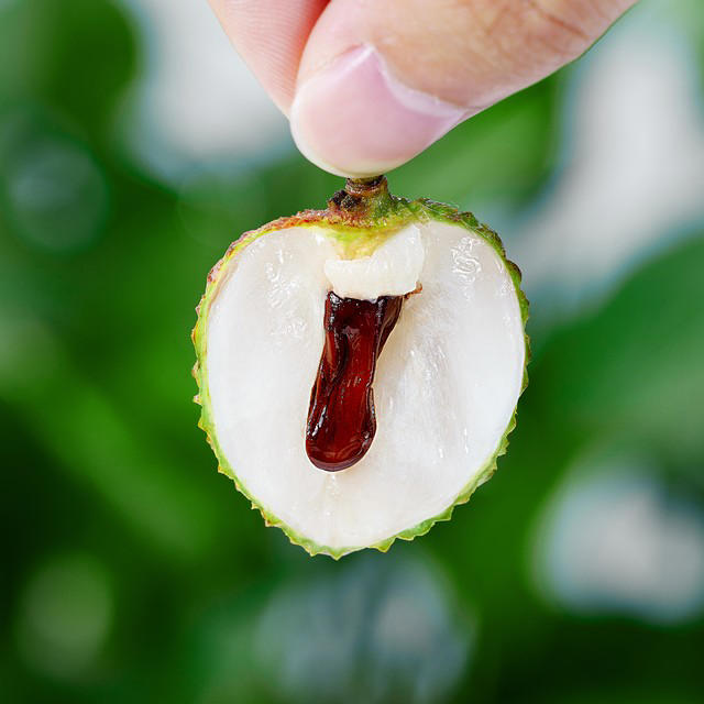 Vải quả tròn hay quả nhọn ngon hơn? 4 mẹo để chọn vải có thịt dày, hạt nhỏ- Ảnh 2. Vải quả tròn hay quả nhọn ngon hơn? 4 mẹo để chọn vải có thịt dày, hạt nhỏ- Ảnh 2.