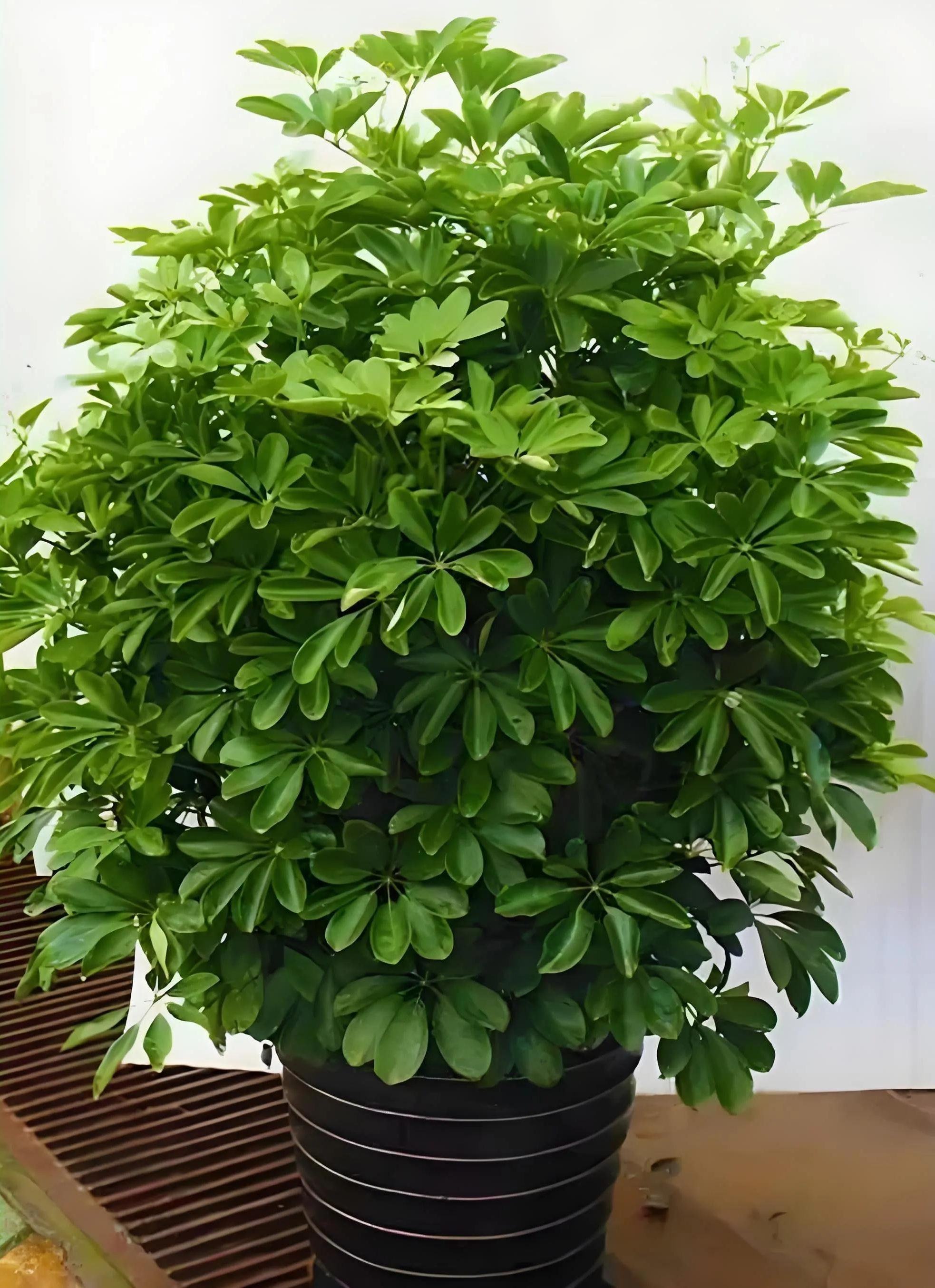 5 cây xanh giới nhà giàu 5 cây xanh giới nhà giàu