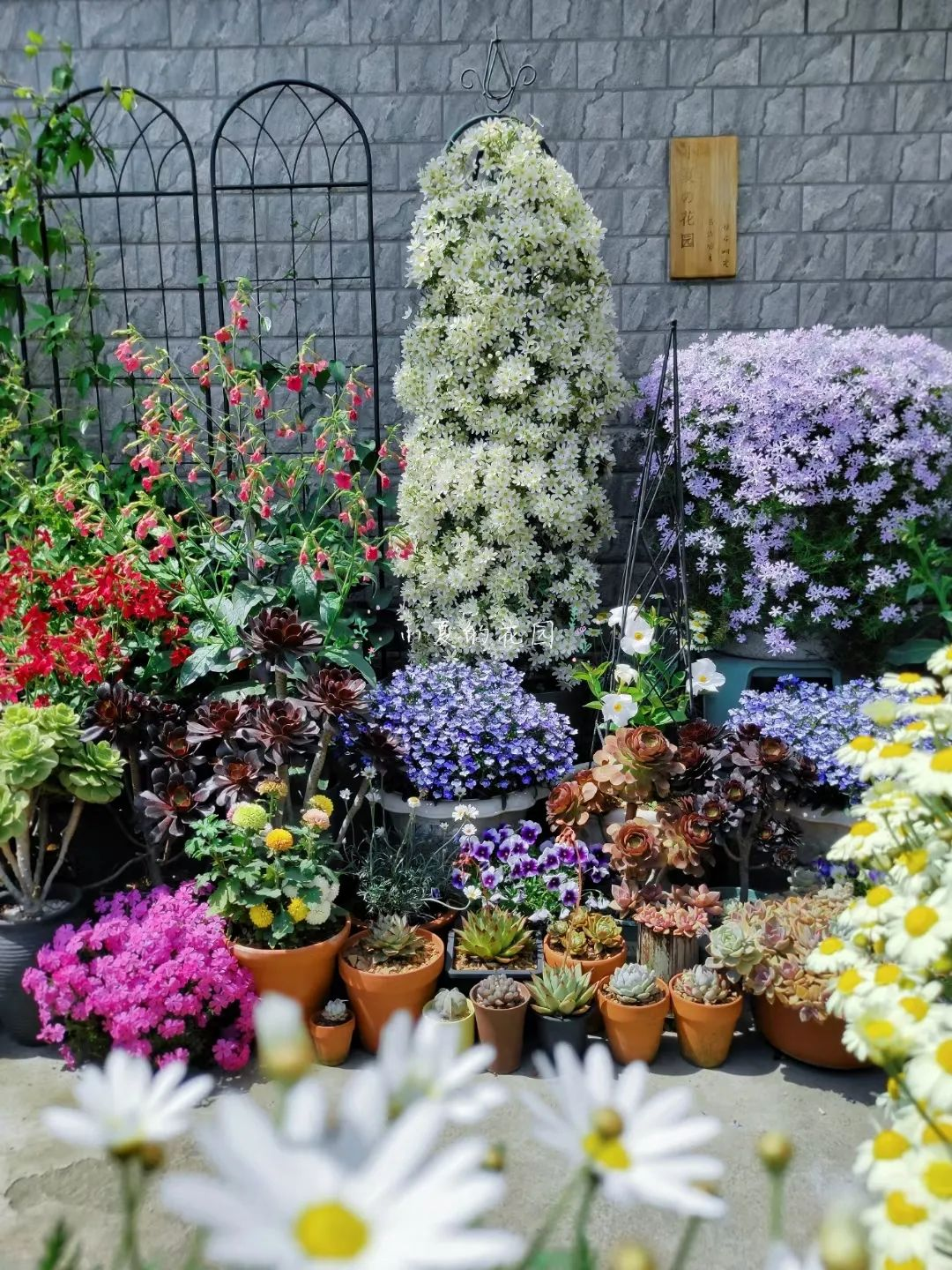 Bị chê “chỉ trồng hoa chẳng làm ăn gì”, chàng trai 9X khiến cả làng nể phục với khu vườn triệu bông- Ảnh 12. Bị chê “chỉ trồng hoa chẳng làm ăn gì”, chàng trai 9X khiến cả làng nể phục với khu vườn triệu bông- Ảnh 12.