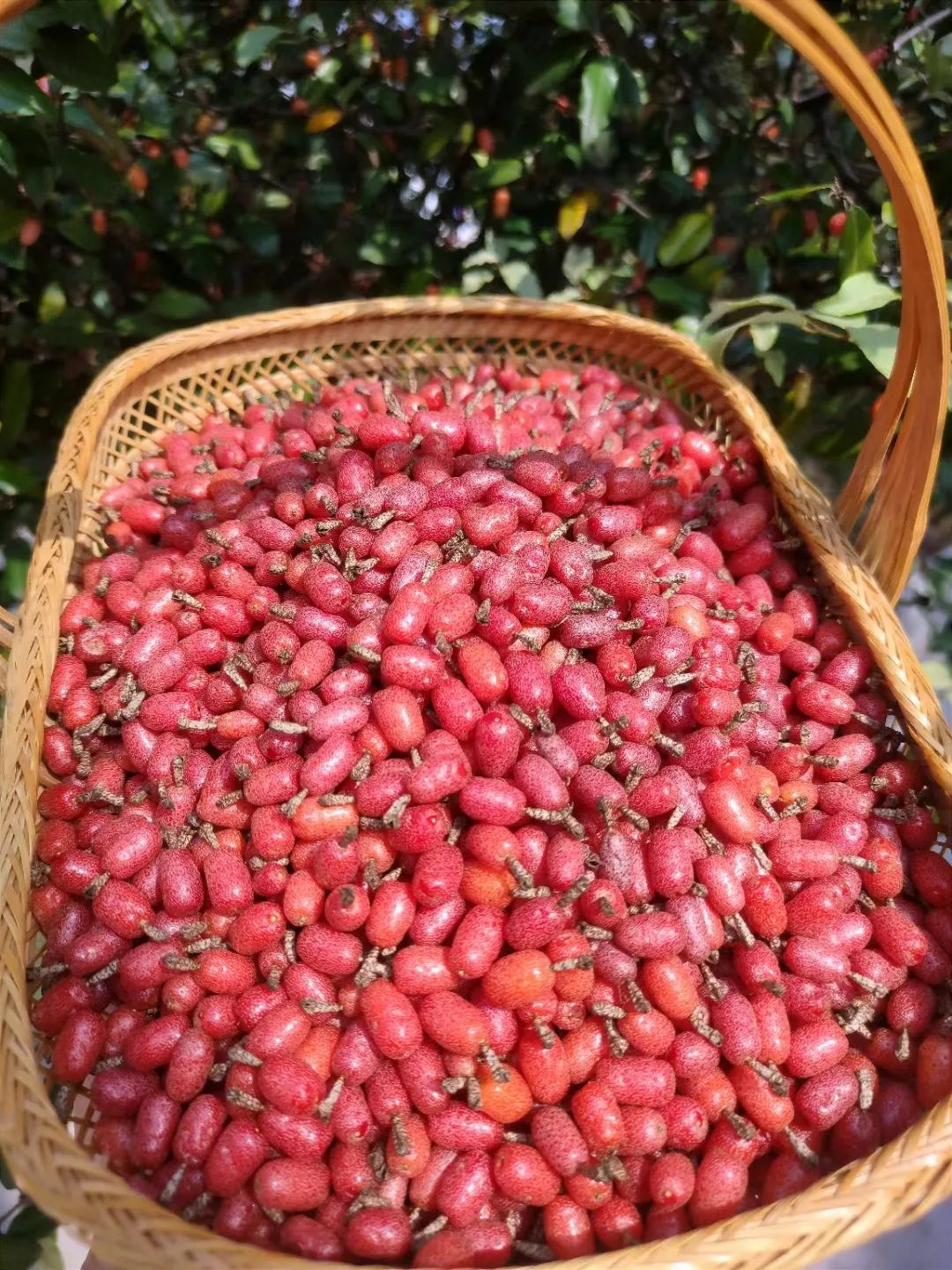 Bị chê “chỉ trồng hoa chẳng làm ăn gì”, chàng trai 9X khiến cả làng nể phục với khu vườn triệu bông- Ảnh 19. Bị chê “chỉ trồng hoa chẳng làm ăn gì”, chàng trai 9X khiến cả làng nể phục với khu vườn triệu bông- Ảnh 19.
