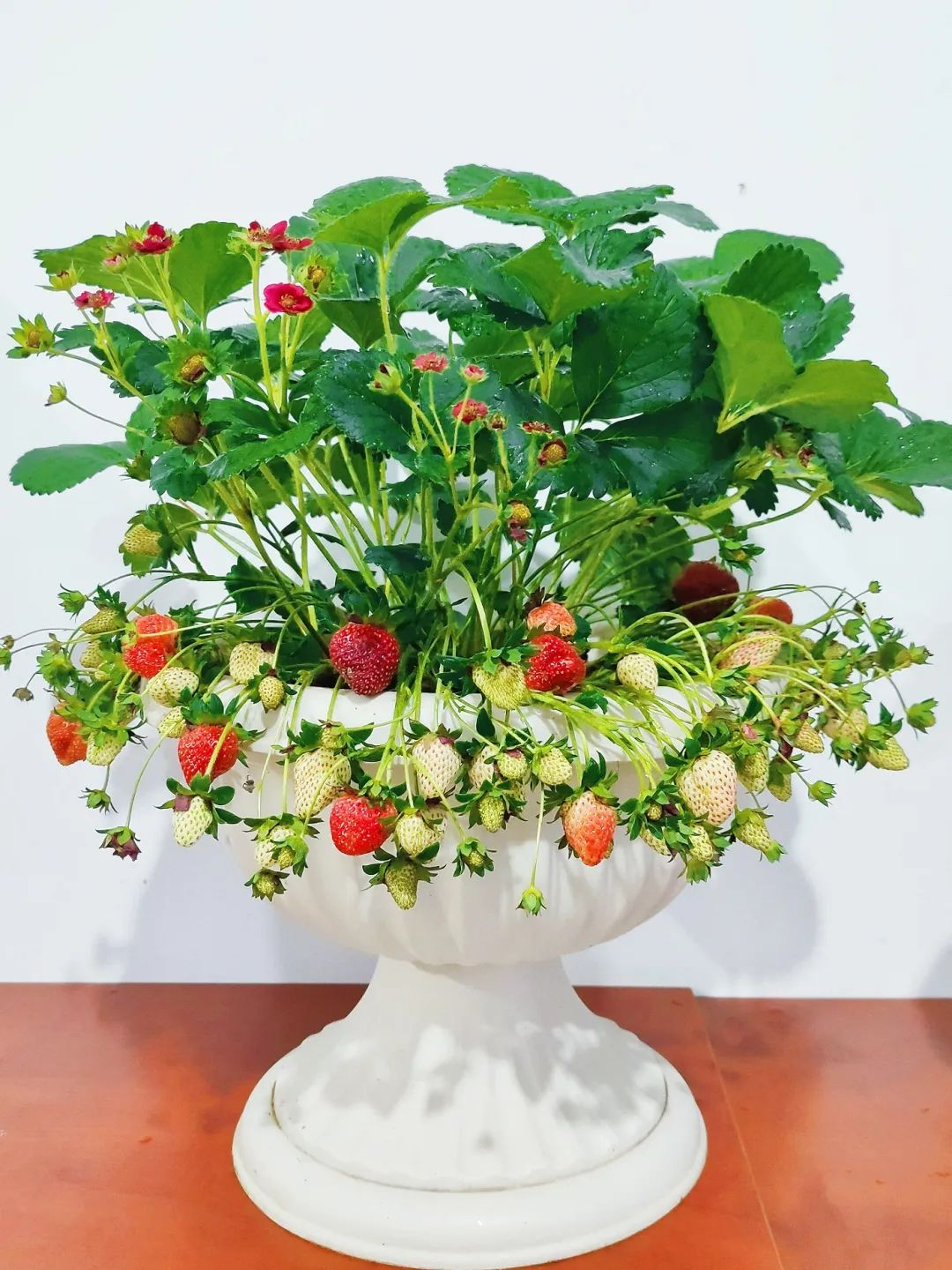 Bị chê “chỉ trồng hoa chẳng làm ăn gì”, chàng trai 9X khiến cả làng nể phục với khu vườn triệu bông- Ảnh 18. Bị chê “chỉ trồng hoa chẳng làm ăn gì”, chàng trai 9X khiến cả làng nể phục với khu vườn triệu bông- Ảnh 18.