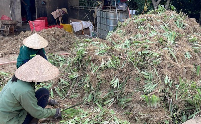 Loại cây Việt Nam trồng làm cảnh, củ sấy khô có giá 1 triệu đồng/kg ở Trung Quốc: Hóa ra là dược liệu quý- Ảnh 3. Loại cây Việt Nam trồng làm cảnh, củ sấy khô có giá 1 triệu đồng/kg ở Trung Quốc: Hóa ra là dược liệu quý- Ảnh 3.