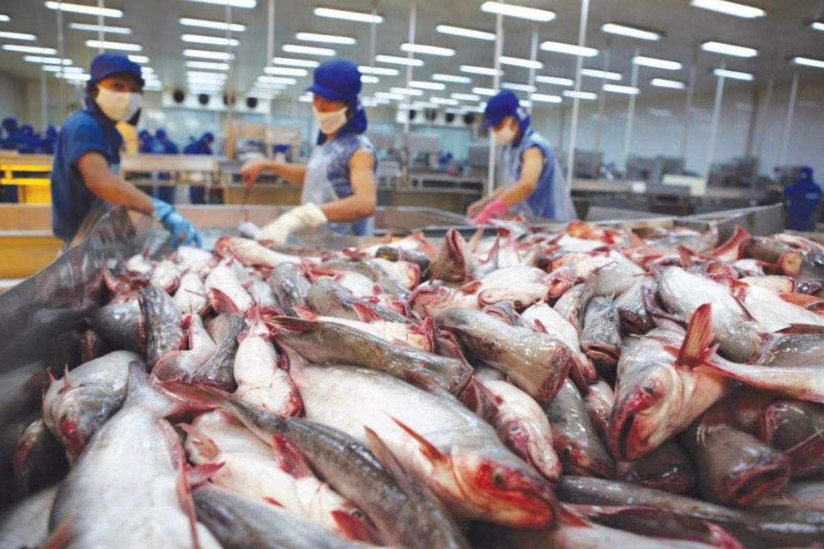 Phế phẩm cá từng cho heo ăn hoặc vứt bỏ nay thành mặt hàng triệu đô, doanh nghiệp Việt đổ xô săn đón- Ảnh 1. Phế phẩm cá từng cho heo ăn hoặc vứt bỏ nay thành mặt hàng triệu đô, doanh nghiệp Việt đổ xô săn đón- Ảnh 1.