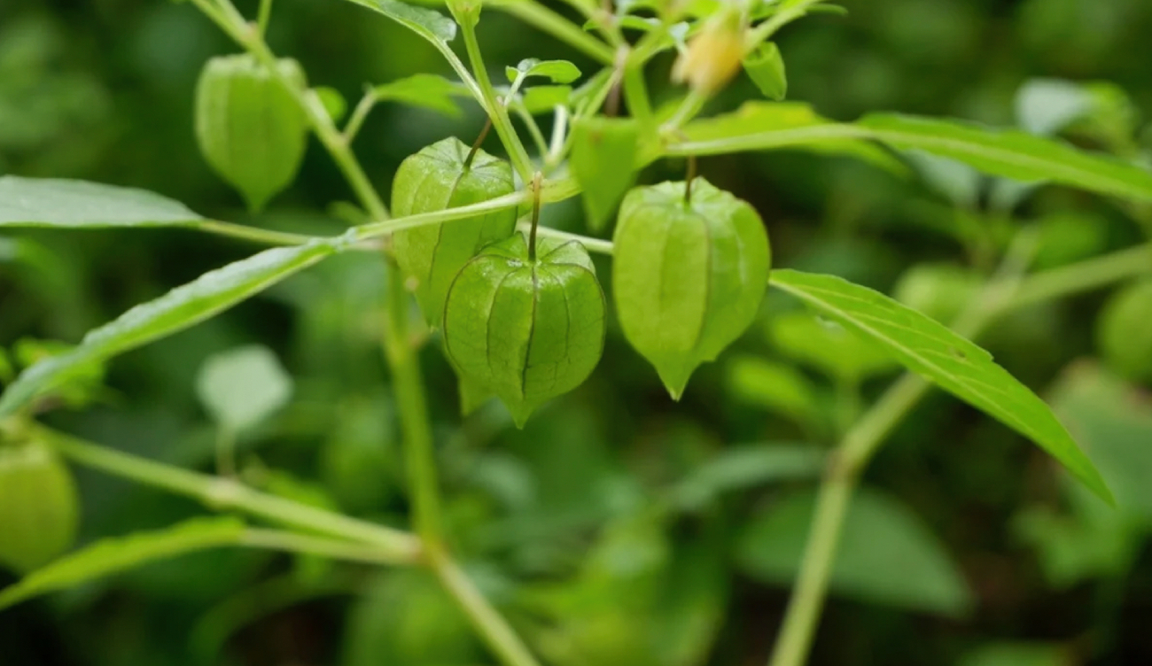 Việt Nam có loại quả dại, ít người ăn, sang Nhật có giá 2,9 triệu đồng/kg: Tiềm năng phòng ung thư- Ảnh 1.