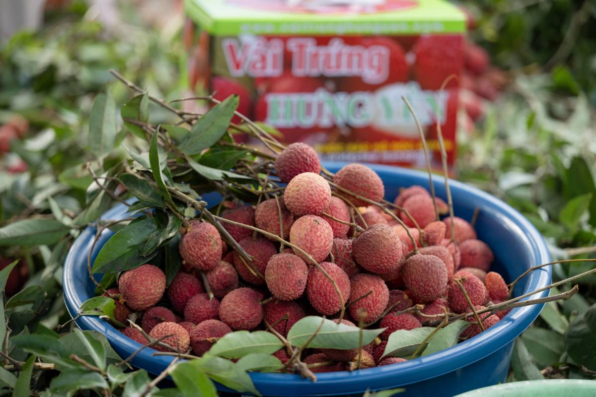 Loạn giá vải trứng Hưng Yên: Nơi 240.000 đồng/kg, nơi chỉ 45.000 đồng/kg, chuyện gì đây?- Ảnh 1. Loạn giá vải trứng Hưng Yên: Nơi 240.000 đồng/kg, nơi chỉ 45.000 đồng/kg, chuyện gì đây?- Ảnh 1.
