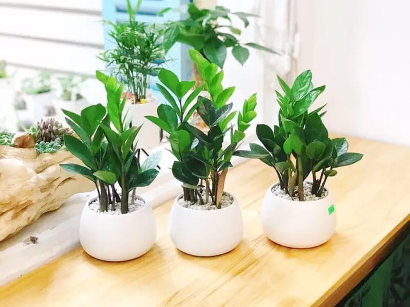 5 cây xanh 5 cây xanh