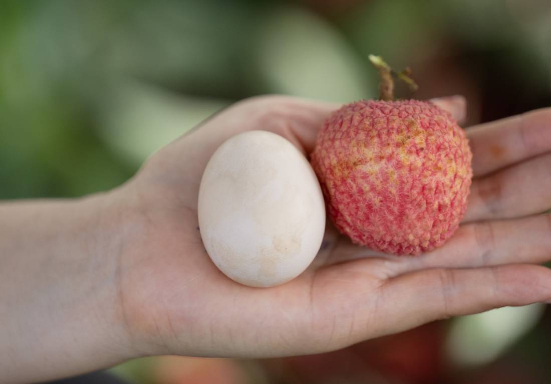 Loạn giá vải trứng Hưng Yên: Nơi 240.000 đồng/kg, nơi chỉ 45.000 đồng/kg, chuyện gì đây?- Ảnh 6. Loạn giá vải trứng Hưng Yên: Nơi 240.000 đồng/kg, nơi chỉ 45.000 đồng/kg, chuyện gì đây?- Ảnh 6.