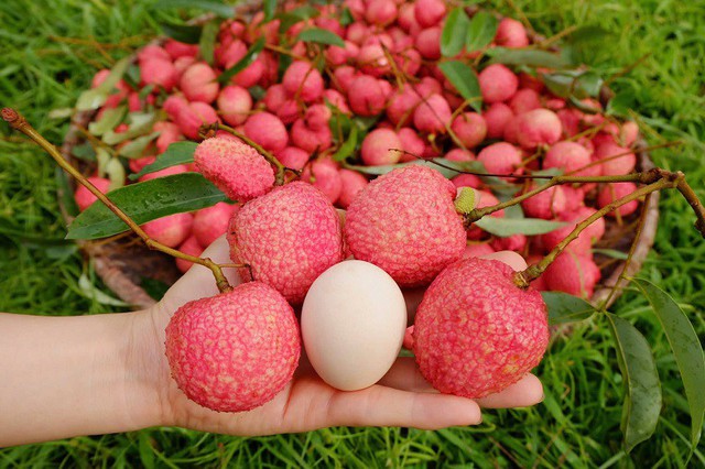 Loại quả đang vào mùa, chợ Việt tới lề đường bán la liệt nhưng CỰC ÍT NGƯỜI BIẾT là "báu vật" khi nữ giới muốn đậu thai- Ảnh 1. Loại quả đang vào mùa, chợ Việt tới lề đường bán la liệt nhưng CỰC ÍT NGƯỜI BIẾT là "báu vật" khi nữ giới muốn đậu thai- Ảnh 1.