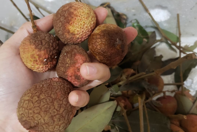 Loại quả đang vào mùa, chợ Việt tới lề đường bán la liệt nhưng CỰC ÍT NGƯỜI BIẾT là "báu vật" khi nữ giới muốn đậu thai- Ảnh 3. Loại quả đang vào mùa, chợ Việt tới lề đường bán la liệt nhưng CỰC ÍT NGƯỜI BIẾT là "báu vật" khi nữ giới muốn đậu thai- Ảnh 3.