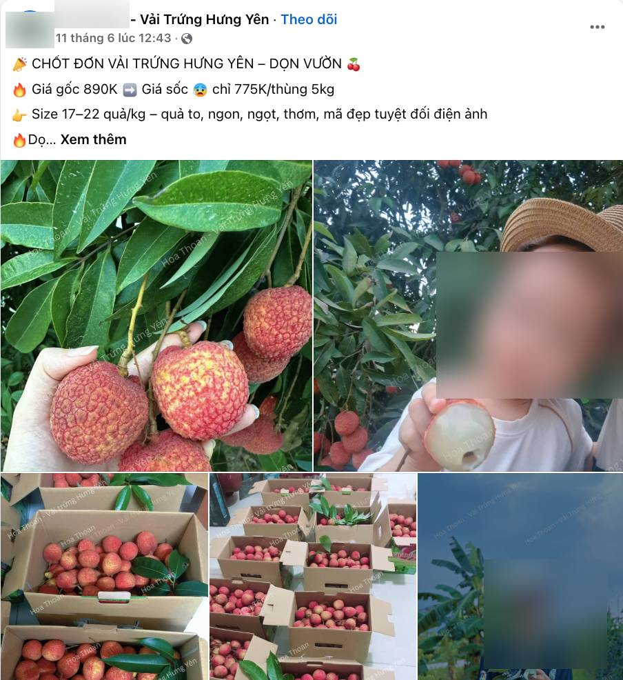 Loạn giá vải trứng Hưng Yên: Nơi 240.000 đồng/kg, nơi chỉ 45.000 đồng/kg, chuyện gì đây?- Ảnh 3. Loạn giá vải trứng Hưng Yên: Nơi 240.000 đồng/kg, nơi chỉ 45.000 đồng/kg, chuyện gì đây?- Ảnh 3.