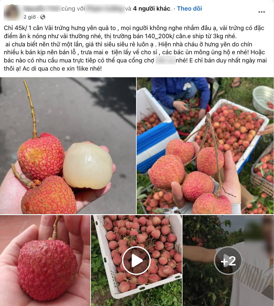 Loạn giá vải trứng Hưng Yên: Nơi 240.000 đồng/kg, nơi chỉ 45.000 đồng/kg, chuyện gì đây?- Ảnh 5. Loạn giá vải trứng Hưng Yên: Nơi 240.000 đồng/kg, nơi chỉ 45.000 đồng/kg, chuyện gì đây?- Ảnh 5.