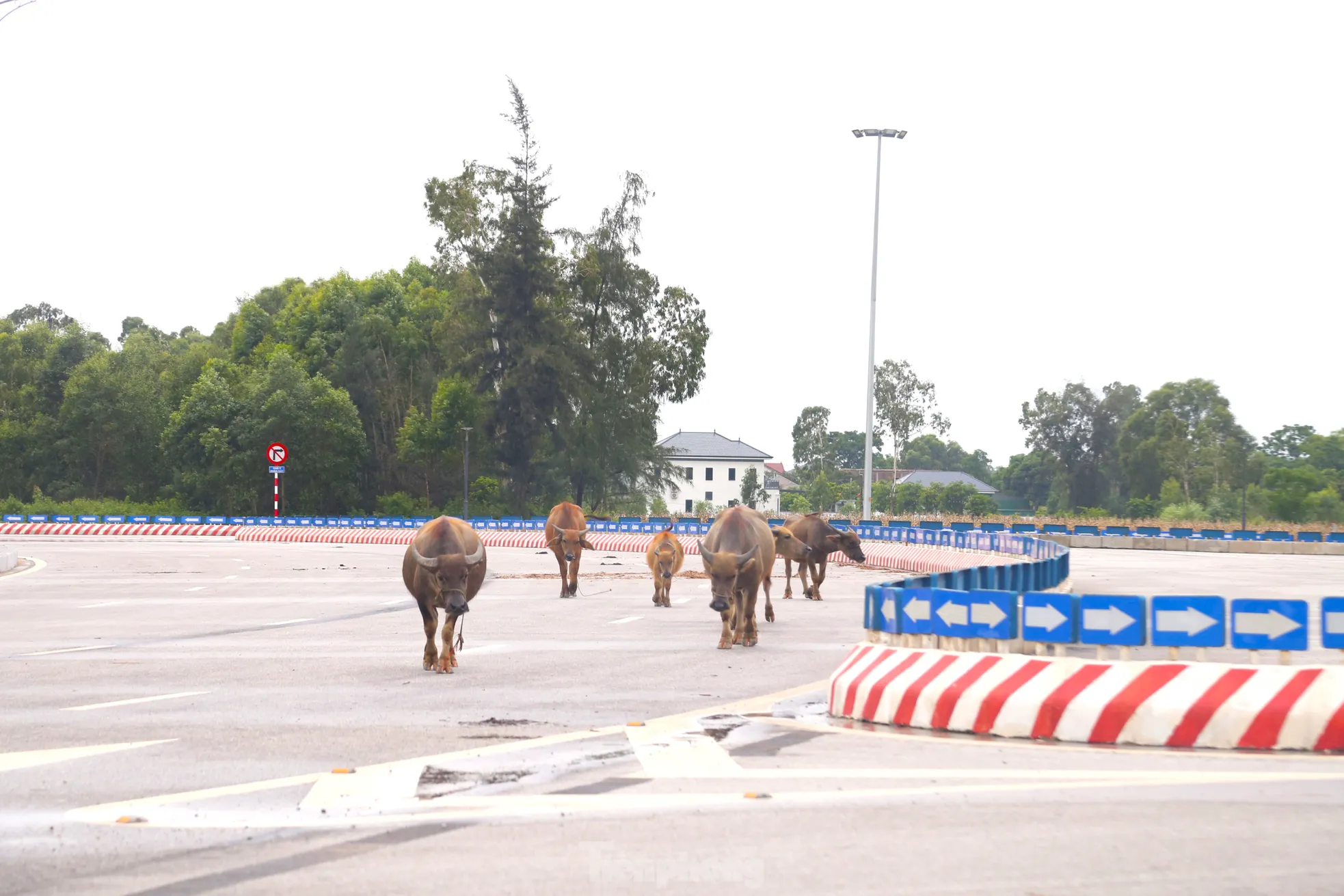 Trâu, bò ‘đi dạo’ trên đại lộ nghìn tỷ- Ảnh 7. Trâu, bò ‘đi dạo’ trên đại lộ nghìn tỷ- Ảnh 7.