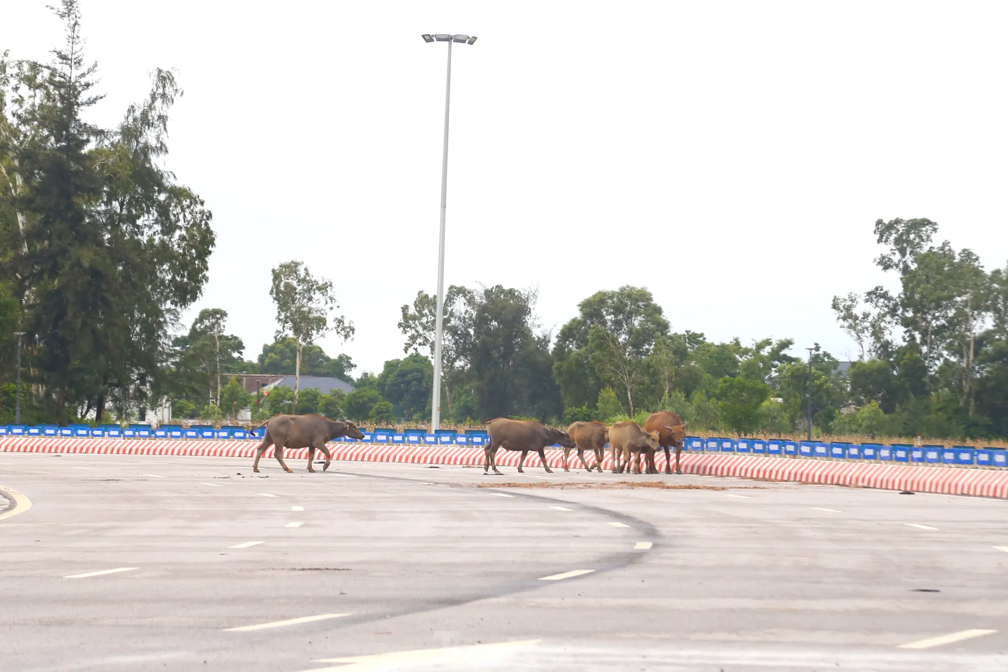 Trâu, bò ‘đi dạo’ trên đại lộ nghìn tỷ- Ảnh 5. Trâu, bò ‘đi dạo’ trên đại lộ nghìn tỷ- Ảnh 5.