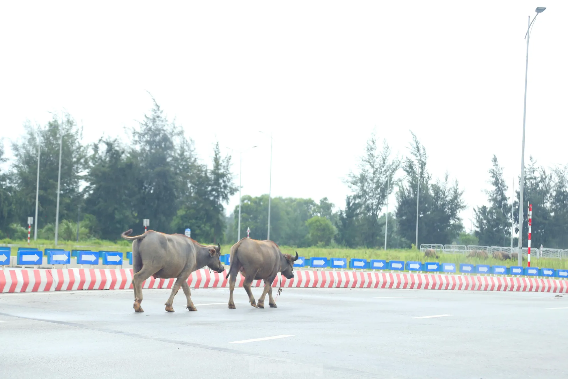 Trâu, bò ‘đi dạo’ trên đại lộ nghìn tỷ- Ảnh 2. Trâu, bò ‘đi dạo’ trên đại lộ nghìn tỷ- Ảnh 2.