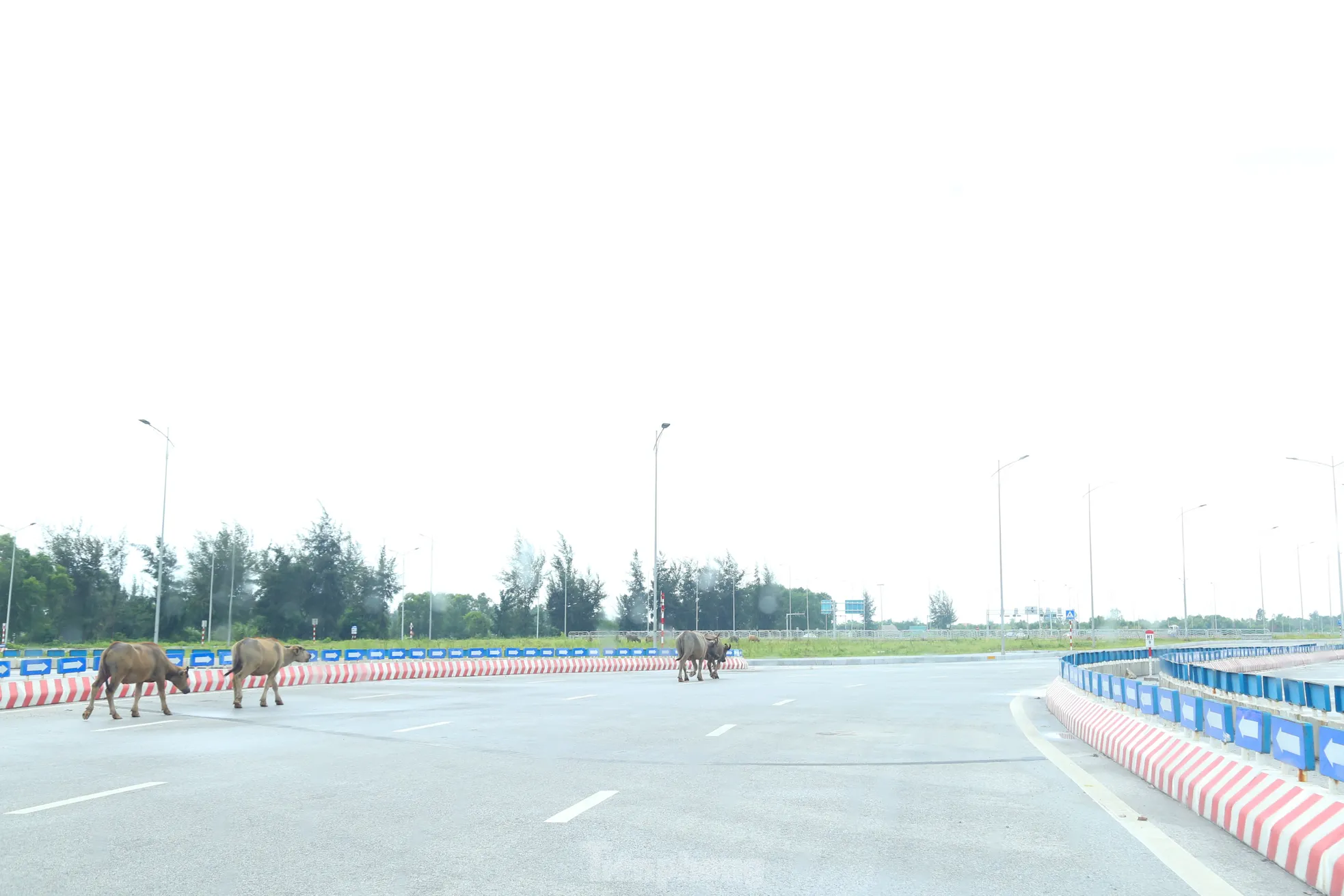 Trâu, bò ‘đi dạo’ trên đại lộ nghìn tỷ- Ảnh 12. Trâu, bò ‘đi dạo’ trên đại lộ nghìn tỷ- Ảnh 12.