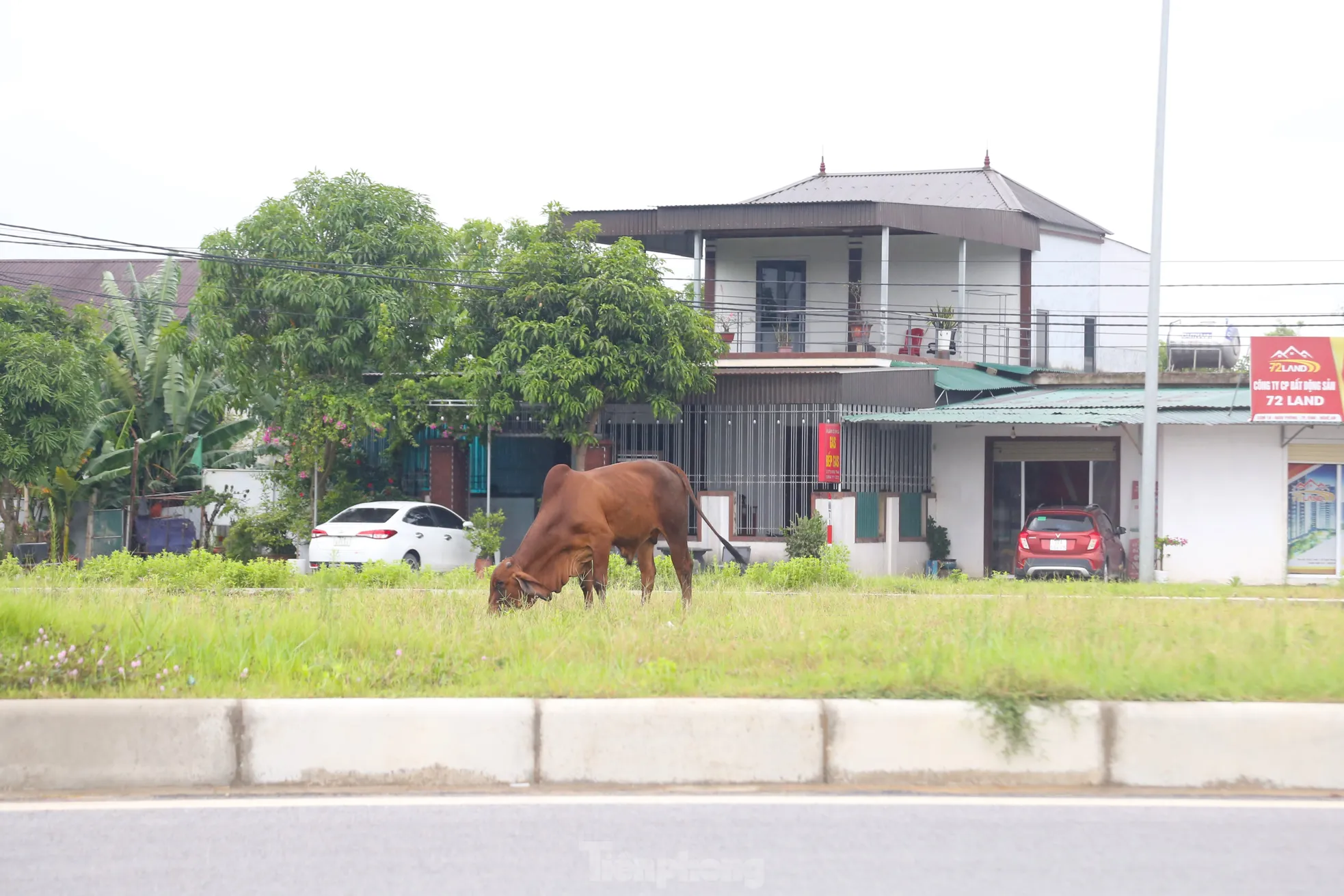 Trâu, bò ‘đi dạo’ trên đại lộ nghìn tỷ- Ảnh 4. Trâu, bò ‘đi dạo’ trên đại lộ nghìn tỷ- Ảnh 4.