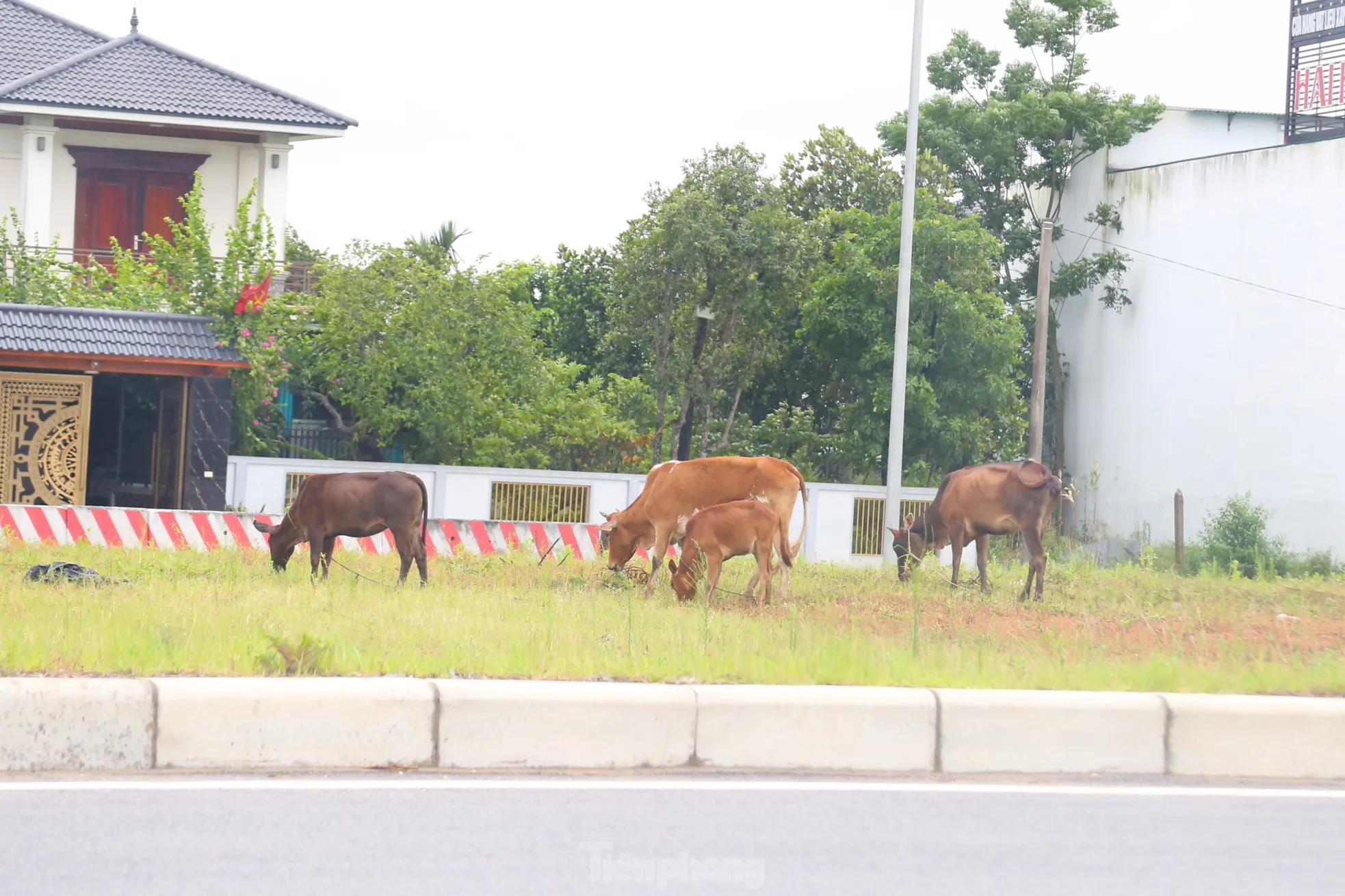 Trâu, bò ‘đi dạo’ trên đại lộ nghìn tỷ- Ảnh 3. Trâu, bò ‘đi dạo’ trên đại lộ nghìn tỷ- Ảnh 3.