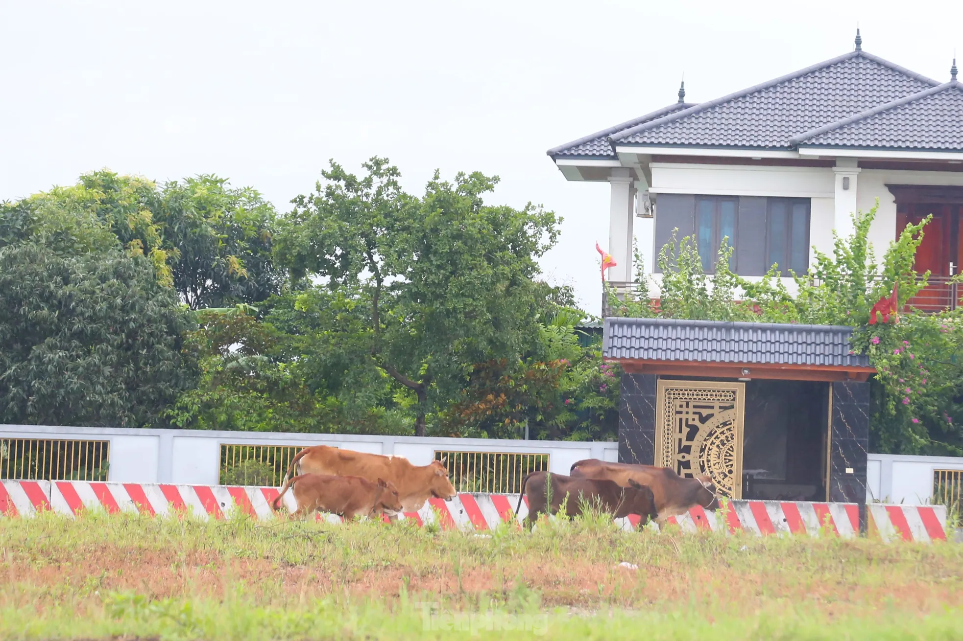 Trâu, bò ‘đi dạo’ trên đại lộ nghìn tỷ- Ảnh 8. Trâu, bò ‘đi dạo’ trên đại lộ nghìn tỷ- Ảnh 8.