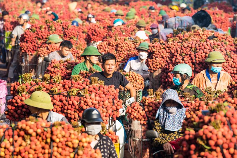 Vải thiều được mùa, nâng tầm xuất khẩu- Ảnh 1. Vải thiều được mùa, nâng tầm xuất khẩu- Ảnh 1.
