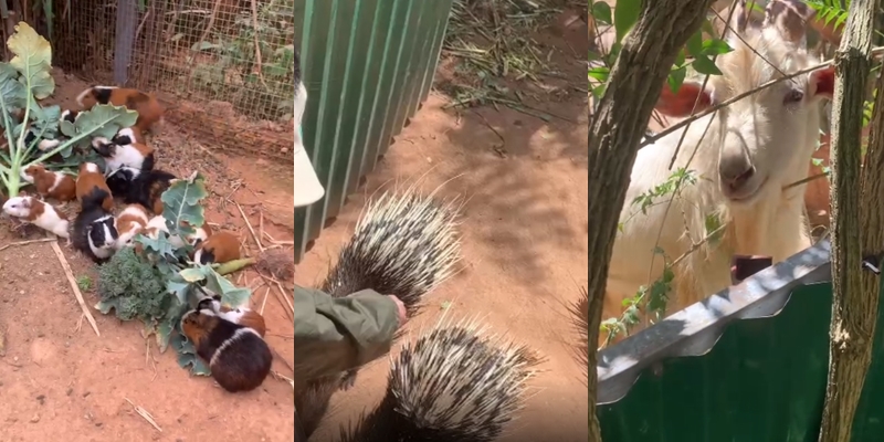 Chủ Thung Lũng Gâu Đà Lạt: Đầu tư nửa tỷ, nợ thêm 300 triệu phải đi phụ hồ để bù lỗ vẫn cố bám trụ vì đâu?- Ảnh 9.