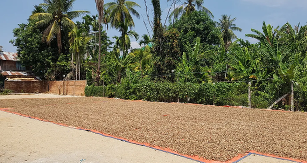 'Hạt vàng' từ Campuchia tràn về Việt Nam: Thuế suất 0% tiếp sức cho ngành xuất khẩu tỷ đô- Ảnh 1. 'Hạt vàng' từ Campuchia tràn về Việt Nam: Thuế suất 0% tiếp sức cho ngành xuất khẩu tỷ đô- Ảnh 1.