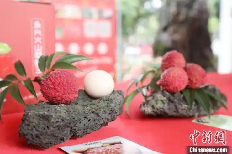 Đắt hơn cả cherry Mỹ, một loại quả quen thuộc ở Việt Nam trở thành thực phẩm xa xỉ ở Trung Quốc- Ảnh 1. Đắt hơn cả cherry Mỹ, một loại quả quen thuộc ở Việt Nam trở thành thực phẩm xa xỉ ở Trung Quốc- Ảnh 1.