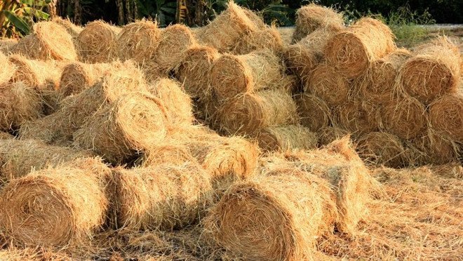 Sau mỗi mùa vụ, người Việt lại làm 1 việc: "Kho báu tỷ đô" bị thiêu rụi, hại cả môi trường lẫn sức khỏe- Ảnh 2. Sau mỗi mùa vụ, người Việt lại làm 1 việc: "Kho báu tỷ đô" bị thiêu rụi, hại cả môi trường lẫn sức khỏe- Ảnh 2.