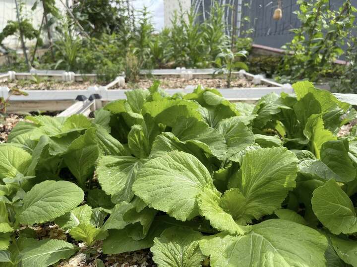 Chuyên gia cảnh báo nguy hiểm khi tin nước rửa rau củ quả loại bỏ hết hóa chất- Ảnh 2.