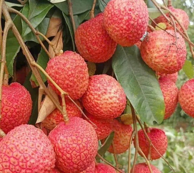 Mùa vải chín- Ảnh 3. Mùa vải chín- Ảnh 3.