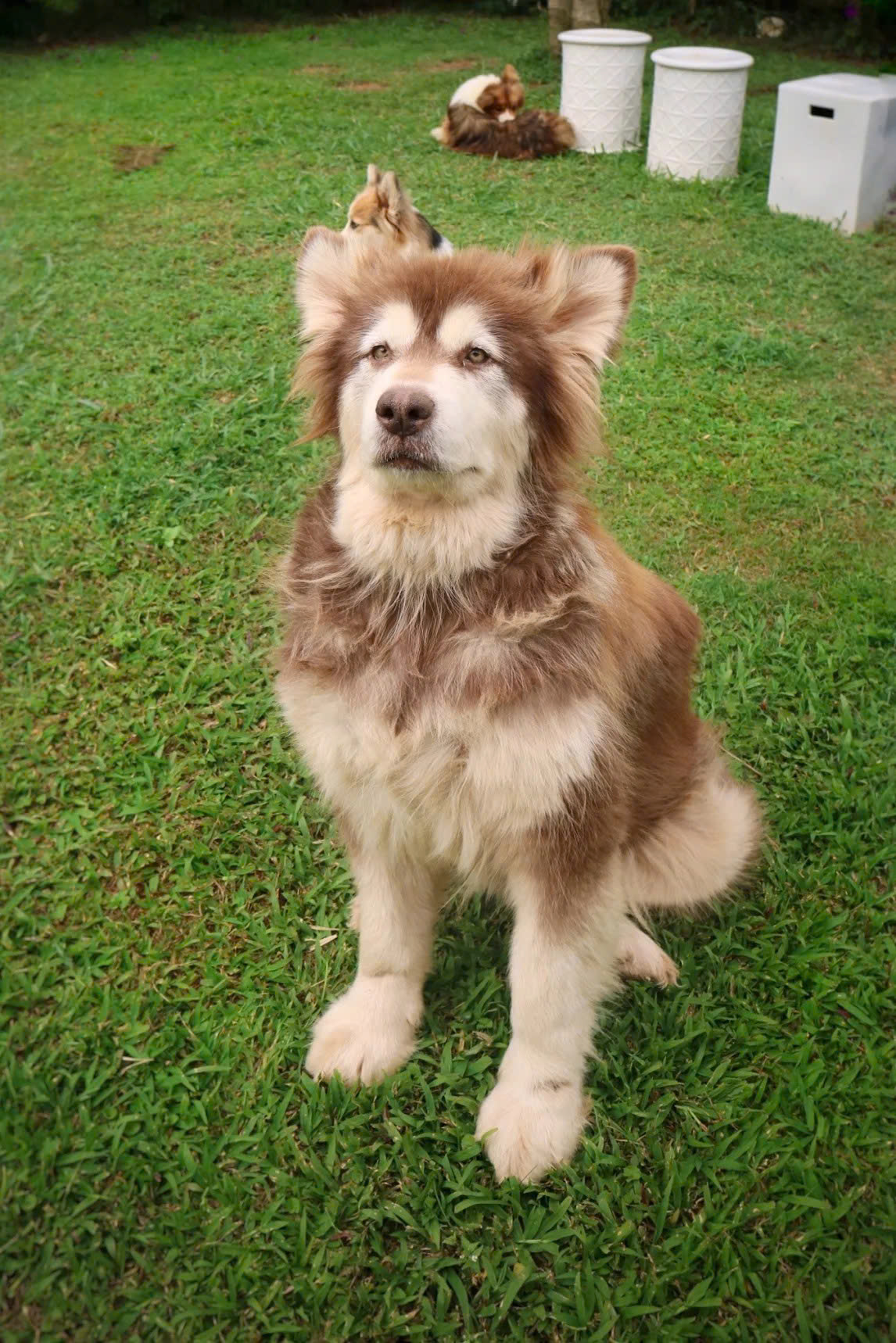 Chủ Thung Lũng Gâu Đà Lạt: Đầu tư nửa tỷ, nợ thêm 300 triệu phải đi phụ hồ để bù lỗ vẫn cố bám trụ vì đâu?- Ảnh 6.