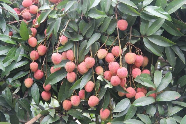 Đặc sản Việt Nam tự tin "tốt nhất từ trước đến nay": TQ gần như ôm trọn, chiếm 97% tổng hàng xuất ngoại- Ảnh 1. Đặc sản Việt Nam tự tin "tốt nhất từ trước đến nay": TQ gần như ôm trọn, chiếm 97% tổng hàng xuất ngoại- Ảnh 1.