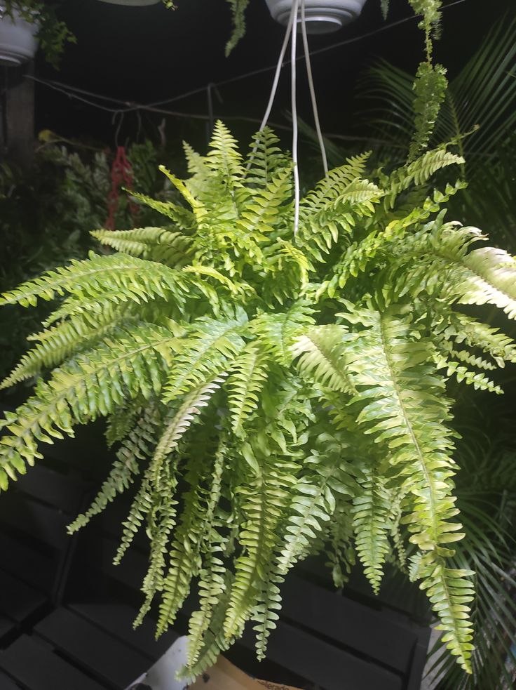 Loài cây này đỉnh như máy lọc không khí, hút sạch 80% khí độc bụi bẩn trong nhà- Ảnh 4. Loài cây này đỉnh như máy lọc không khí, hút sạch 80% khí độc bụi bẩn trong nhà- Ảnh 4.