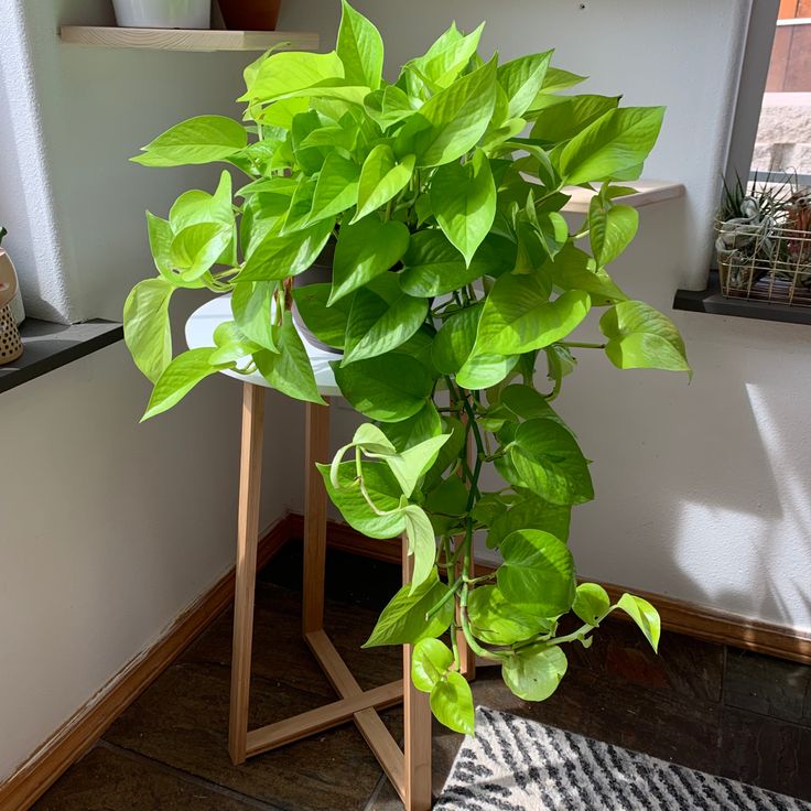 Loài cây này đỉnh như máy lọc không khí, hút sạch 80% khí độc bụi bẩn trong nhà- Ảnh 2. Loài cây này đỉnh như máy lọc không khí, hút sạch 80% khí độc bụi bẩn trong nhà- Ảnh 2.