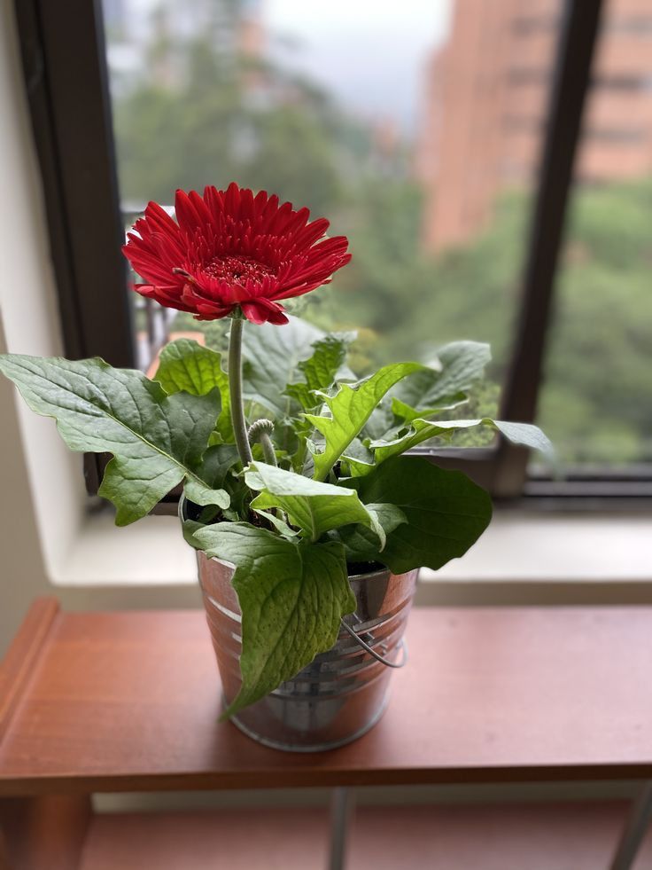 Loài cây này đỉnh như máy lọc không khí, hút sạch 80% khí độc bụi bẩn trong nhà- Ảnh 8. Loài cây này đỉnh như máy lọc không khí, hút sạch 80% khí độc bụi bẩn trong nhà- Ảnh 8.