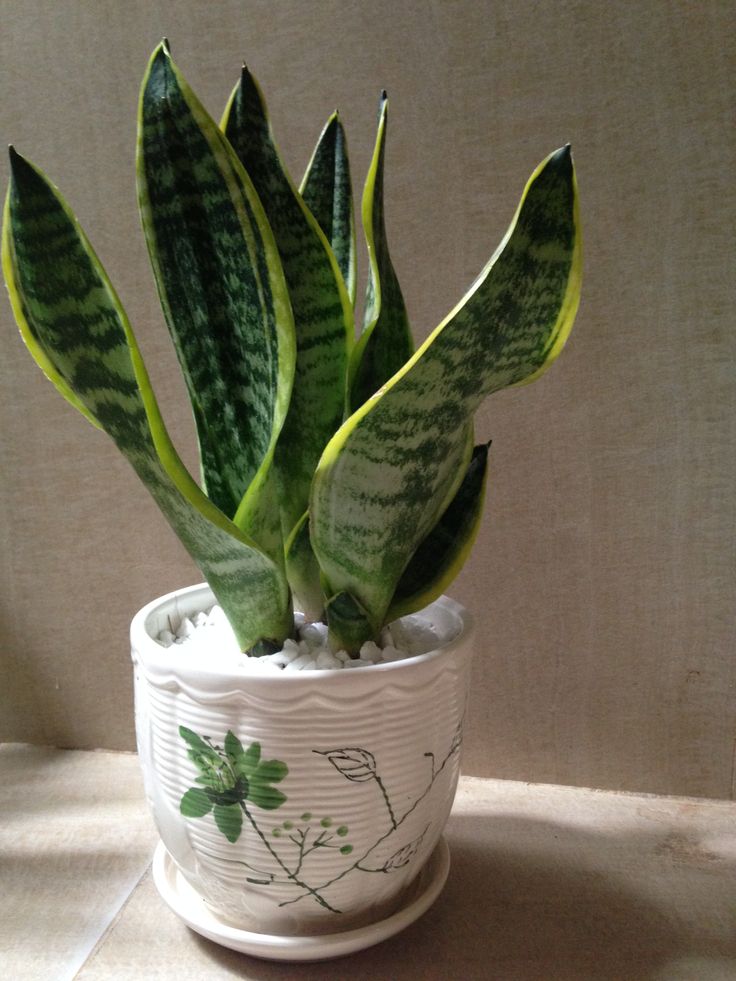 Loài cây này đỉnh như máy lọc không khí, hút sạch 80% khí độc bụi bẩn trong nhà- Ảnh 9. Loài cây này đỉnh như máy lọc không khí, hút sạch 80% khí độc bụi bẩn trong nhà- Ảnh 9.