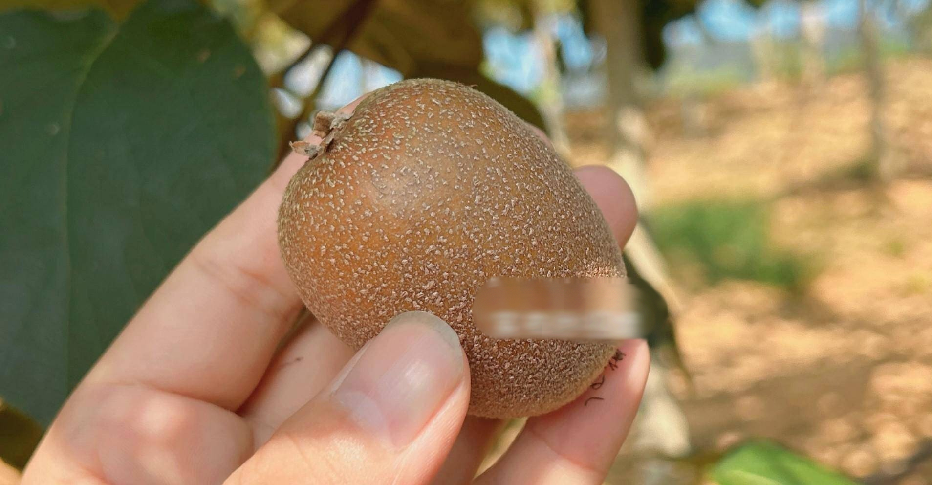 Loại quả bé xíu mệnh danh là 